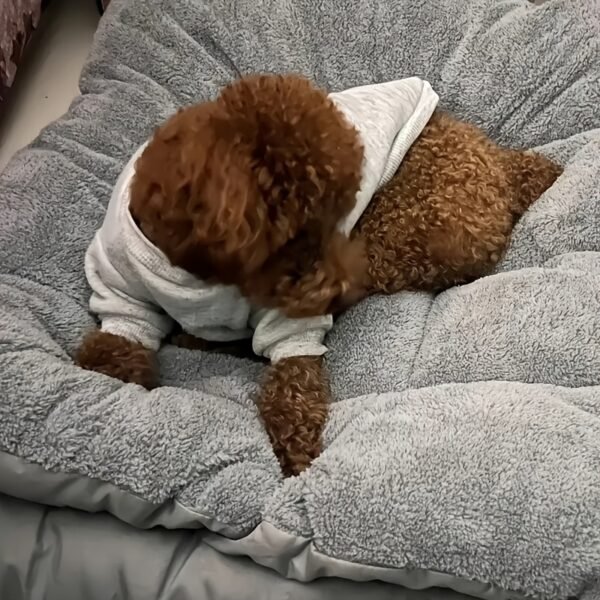Extra-Large Plush Dog Bed Sofa | Ultra-Soft, Thick Polyester Pet Mat for Small to Large Breeds - Image 10